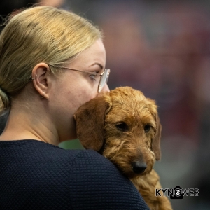 *** Dog Show Eindhoven, 8-9 februari 2020 Venray   ***