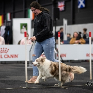 *** Dog Show Eindhoven, 8-9 februari 2020 Venray   ***
