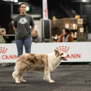*** Dog Show Eindhoven, 8-9 februari 2020 Venray ***