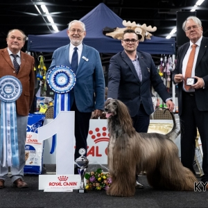 *** Dog Show Eindhoven, 8-9 februari 2020 Venray ***