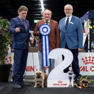 *** Dog Show Eindhoven, 8-9 februari 2020 Venray ***